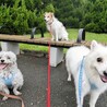 お友達とお散歩たのしいな♪