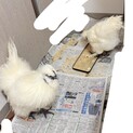 烏骨鶏