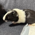 モルモット2匹