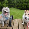 今年パパとママを亡くした甘えん坊のムサシくん サムネイル5