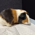 モルモット2匹