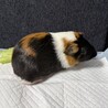 モルモット2匹 サムネイル2