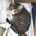 人懐こいキジ白の子猫ちゃん