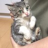 人懐こいキジ白の子猫ちゃん サムネイル2