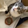 人懐こいキジ白の子猫ちゃん サムネイル3