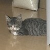 人懐こいキジ白の子猫ちゃん サムネイル4