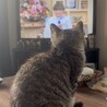 人懐こいキジ白の子猫ちゃん サムネイル5