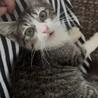 人懐こいキジ白の子猫ちゃん サムネイル7