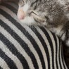 人懐こいキジ白の子猫ちゃん サムネイル6
