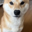 柴犬1才の男の子