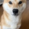 柴犬1才の男の子