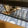 柴犬1才の男の子 サムネイル2