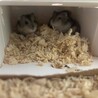 ジャンガリアンハムスター　里親募集