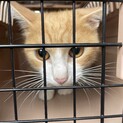 甘えん坊なにゃあくん