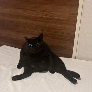 黒猫ちゃん　5歳　超甘えん坊