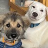 明るくて、可愛い仔犬3ヶ月