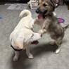 明るくて、可愛い仔犬3ヶ月