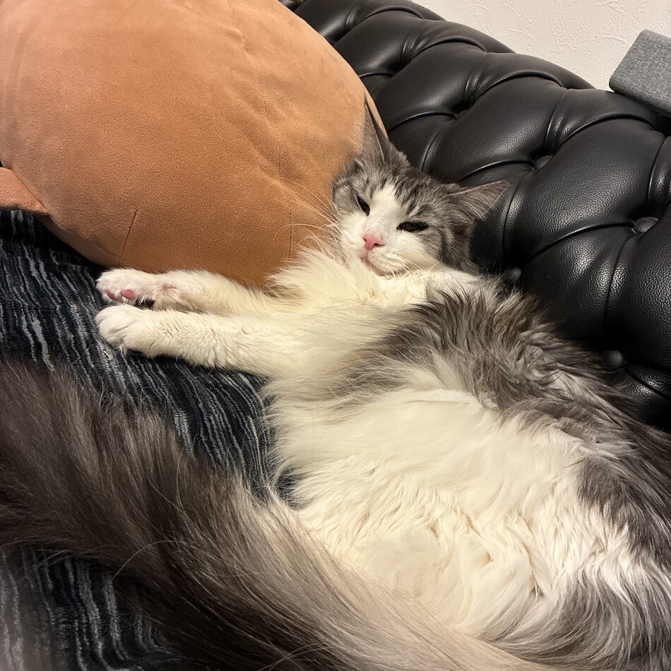 爽子(さわこ)のカバー写真
