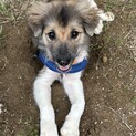 明るくて、可愛い仔犬3ヶ月