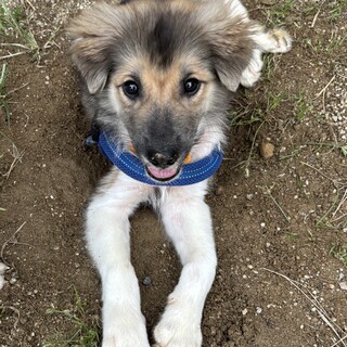 明るくて、可愛い仔犬3ヶ月