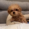 お迎え初日のみそちゃん