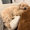 ソファのこの位置がお気に入り