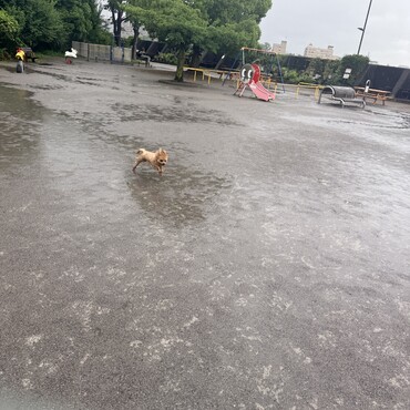 雨の日の公園は貸切