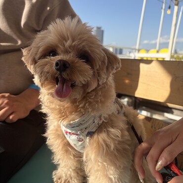 BBQ大好き犬