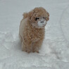 雪遊びだいすき犬