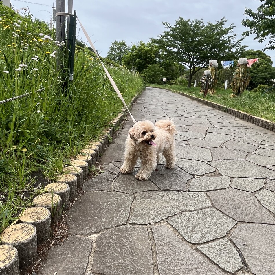 みそのカバー写真