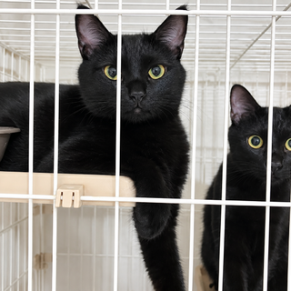 黒猫ちゃんの兄妹 1歳半 避妊去勢済