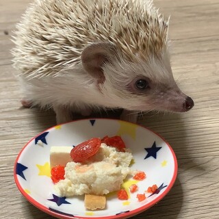 ハリネズミ里親募集中