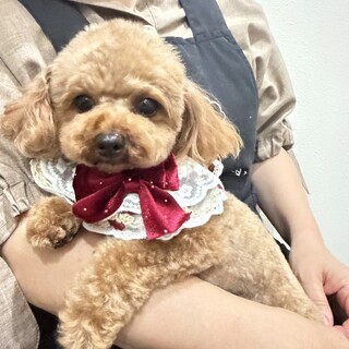 甘えん坊ティーカップちゃん