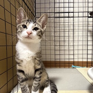 靴下を履いたような模様がチャームポイント白キジくん