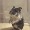 マールくん(お迎え当初はいちばん小さかったですが、無事大きくなりました)