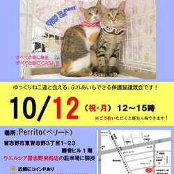 傘ねこふれあい譲渡会 （@習志野実籾）
