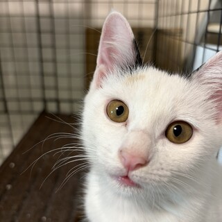 困り顔とペロッと出る舌がキュートでお茶目な女の子