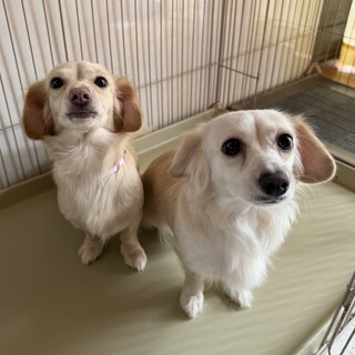 大切に飼ってくれる方募集