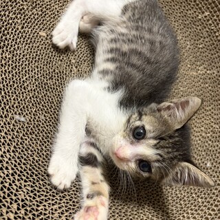 子猫　キジ白