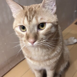 甘えん坊な茶トラ マロン君