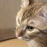 甘えん坊な茶トラ マロン君 サムネイル2