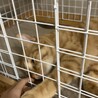 甘えん坊な茶トラ マロン君 サムネイル4