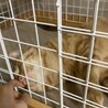 甘えん坊な茶トラ マロン君 サムネイル5