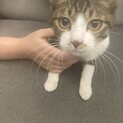 活発なキジ白の男の子です！