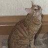 甘えん坊な茶トラ マロン君 サムネイル6