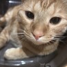 甘えん坊な茶トラ マロン君 サムネイル7