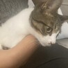 活発なキジ白の男の子です！ サムネイル2