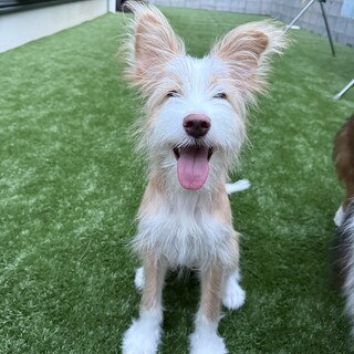 テリアミックス野犬の子犬Viviちゃん