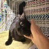 お目目パッチリ✨慣れるとデレる黒猫ぴーちゃん サムネイル2