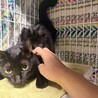 お目目パッチリ✨慣れるとデレる黒猫ぴーちゃん サムネイル3